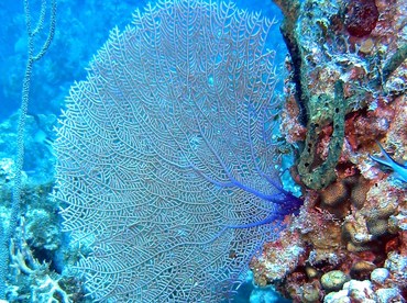 Wide-Mesh Sea Fan - Gorgonia mariae - Little Cayman