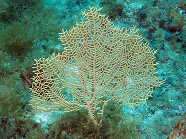 Wide-Mesh Sea Fan - Gorgonia mariae - British Virgin Islands
