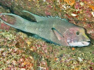 Mexican Hogfish - Bodianus diplotaenia - Cabo San Lucas, Mexico