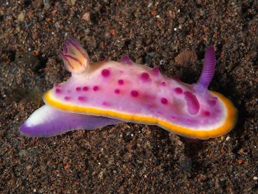 mari's Mexichromis - Mexichromis mariei - Bali, Indonesia