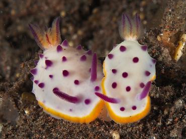 mari's Mexichromis - Mexichromis mariei - Bali, Indonesia