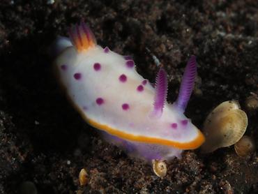 mari's Mexichromis - Mexichromis mariei - Bali, Indonesia