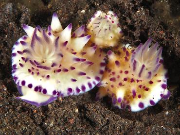Bumpy Mexichromis - Mexichromis multituberculata - Bali, Indonesia