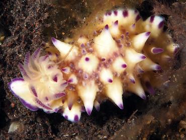 Bumpy Mexichromis - Mexichromis multituberculata - Bali, Indonesia