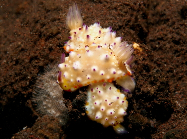 Bumpy Mexichromis - Mexichromis multituberculata - Bali, Indonesia