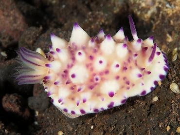Bumpy Mexichromis - Mexichromis multituberculata - Bali, Indonesia