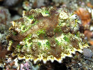 Pitted Miamira - Miamira miamirana - Bali, Indonesia