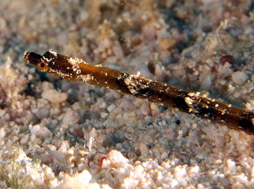 Shortnose Pipefish - Micrognathus andersonii - Fiji