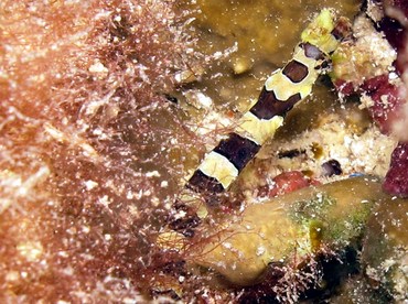 Harlequin Pipefish - Micrognathus crinitus - Cozumel, Mexico