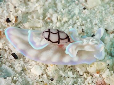 Micromelo guamensis - Micromelo guamensis - Komodo, Indonesia