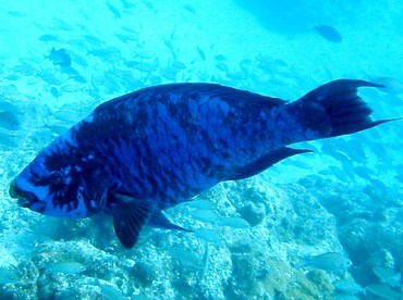 Midnight Parrotfish - Scarus coelestinus - Bimini, Bahamas