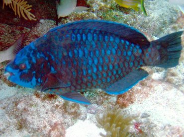 Midnight Parrotfish - Scarus coelestinus - Key Largo, Florida