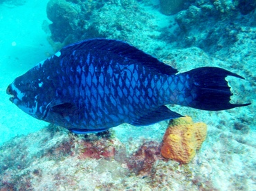 Midnight Parrotfish - Scarus coelestinus - Grand Cayman