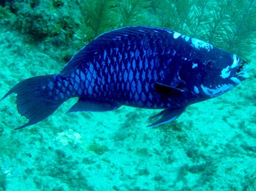 Midnight Parrotfish - Scarus coelestinus - Grand Cayman