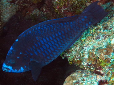 Midnight Parrotfish - Scarus coelestinus - Roatan, Honduras