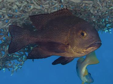 Midnight Snapper - Macolor macularis - Komodo, Indonesia