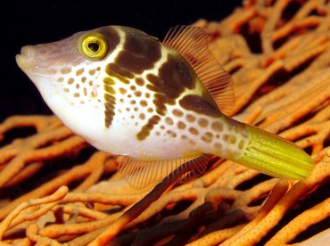 Mimic Filefish - Paraluteres prionurus - Palau