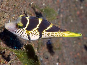 Mimic Filefish - Paraluteres prionurus - Bali, Indonesia
