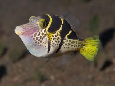 Mimic Filefish - Paraluteres prionurus - Bali, Indonesia