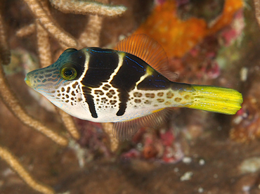 Mimic Filefish - Paraluteres prionurus - Wakatobi, Indonesia