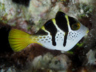 Mimic Filefish - Paraluteres prionurus - Great Barrier Reef, Australia