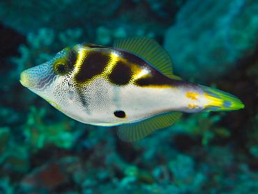 Mimic Filefish - Paraluteres prionurus - Komodo, Indonesia