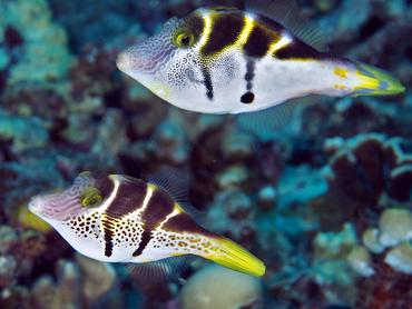 Mimic Filefish - Paraluteres prionurus - Komodo, Indonesia