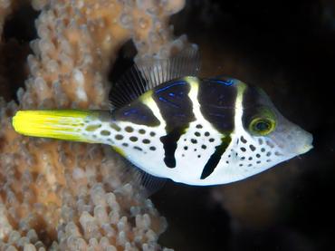 Mimic Filefish - Paraluteres prionurus - Lombok, Indonesia