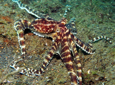 Mimic Octopus - Thaumoctopus mimicus - Lembeh Strait, Indonesia