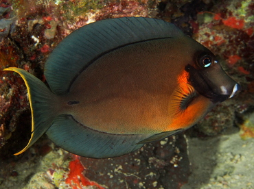 Mimic Surgeonfish - Acanthurus pyroferus - Fiji