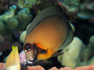 Mimic Surgeonfish - Acanthurus pyroferus - Wakatobi, Indonesia