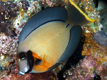 Mimic Surgeonfish - Acanthurus pyroferus - Great Barrier Reef, Australia