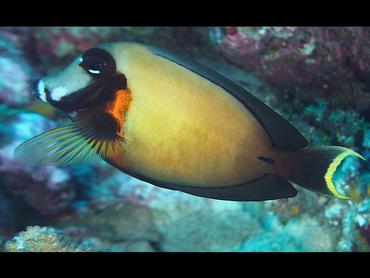 Mimic Surgeonfish - Acanthurus pyroferus - Rangiroa, French Polynesia