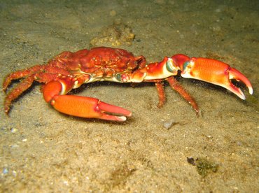 Coral Clinging Crab - Mithrax hispidus - Aruba