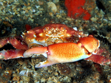 Coral Clinging Crab - Mithrax hispidus - Blue Heron Bridge, Florida