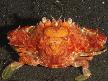 Red Monomia - Monomia petrea - Bali, Indonesia