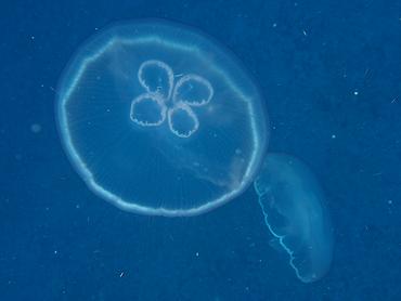 Moon Jelly - Aurelia aurita - Palm Beach, Florida
