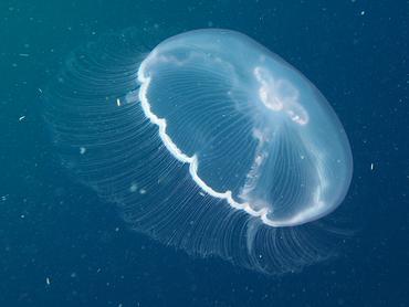 Moon Jelly - Aurelia aurita - Palm Beach, Florida