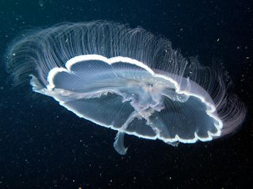 Moon Jelly - Aurelia aurita - Palm Beach, Florida