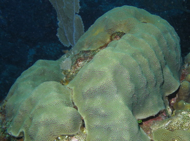 Mountainous Star Coral - Orbicella faveolata - Grand Cayman