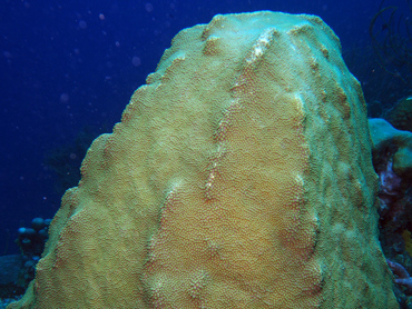 Mountainous Star Coral - Orbicella faveolata - Bonaire