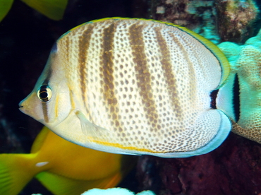 Multiband Butterflyfish - Chaetodon multicinctus - Big Island, Hawaii