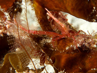 Common Squat Lobster - Munida pusilla - Cozumel, Mexico