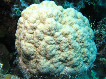 Mustard Hill Coral - Porites astreoides - Nassau, Bahamas