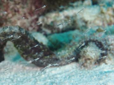 Mysids Shrimp - Mysidium spp. - Bonaire