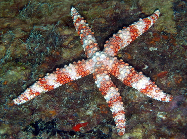 Friant's Sea Star - Nardoa frianti - Fiji