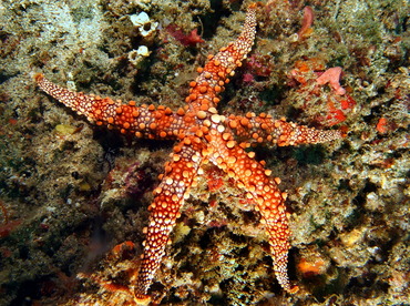 Friant's Sea Star - Nardoa frianti - Bali, Indonesia