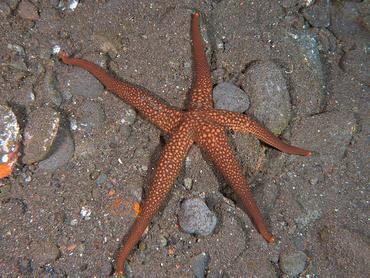 Brown Mesh Sea Star - Nardoa galatheae - Bali, Indonesia