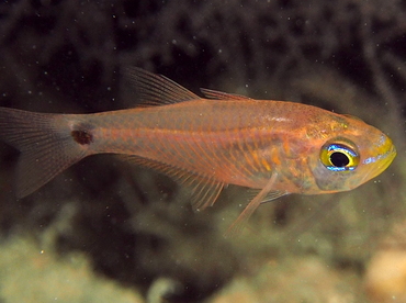 Orangelined Cardinalfish - Taeniamia fucata - Palau