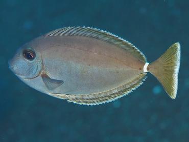 Whitemargin Unicornfish - Naso annulatus - Bali, Indonesia